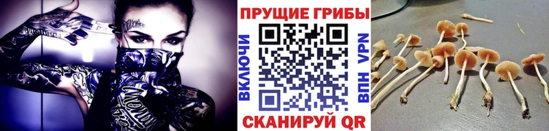 маркетплейс официальный сайт  Топки  Псилоцибиновые грибы Magic Shrooms  где продают  